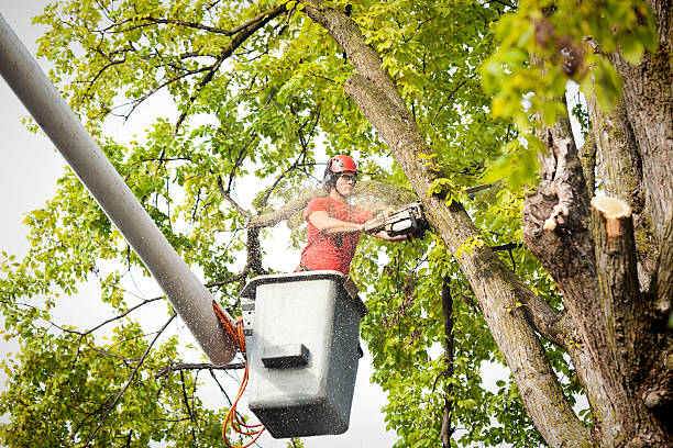 The Steps Involved in Our Tree Care Process in Watseka, IL